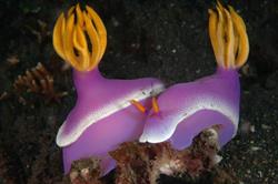 Dive Centre Lembeh at Hairball Resort - critter diving, nudibranchs pair.